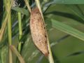 Euthrix potatoria